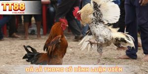Đá Gà Thomo Có Bình Luận Viên