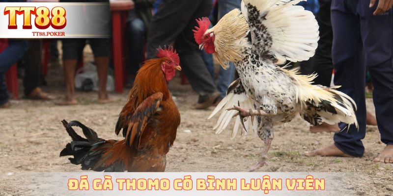 Đá Gà Thomo Có Bình Luận Viên