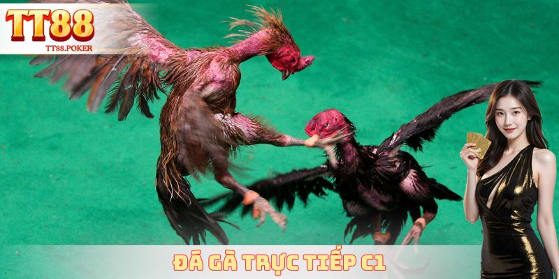 Đá Gà Trực Tiếp C1