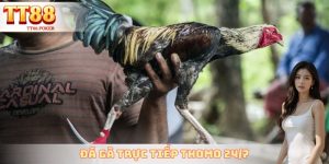 Đá Gà Trực Tiếp Thomo 24/7