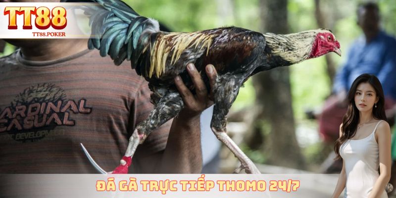 Đá Gà Trực Tiếp Thomo 24/7