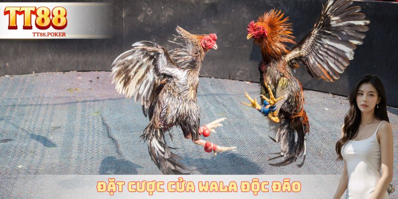 Đặt cược cửa Wala độc đáo