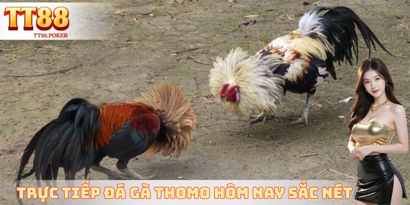 Trực tiếp đá gà Thomo hôm nay sắc nét