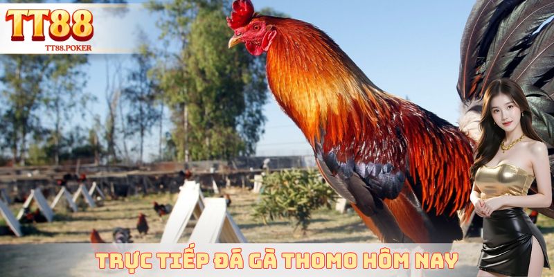 Trực Tiếp Đá Gà Thomo Hôm Nay